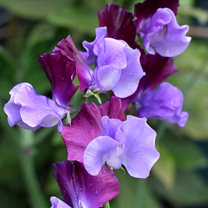 Lathyrus ordoratus ‘North Shore’ purple pink sweet pea flowers