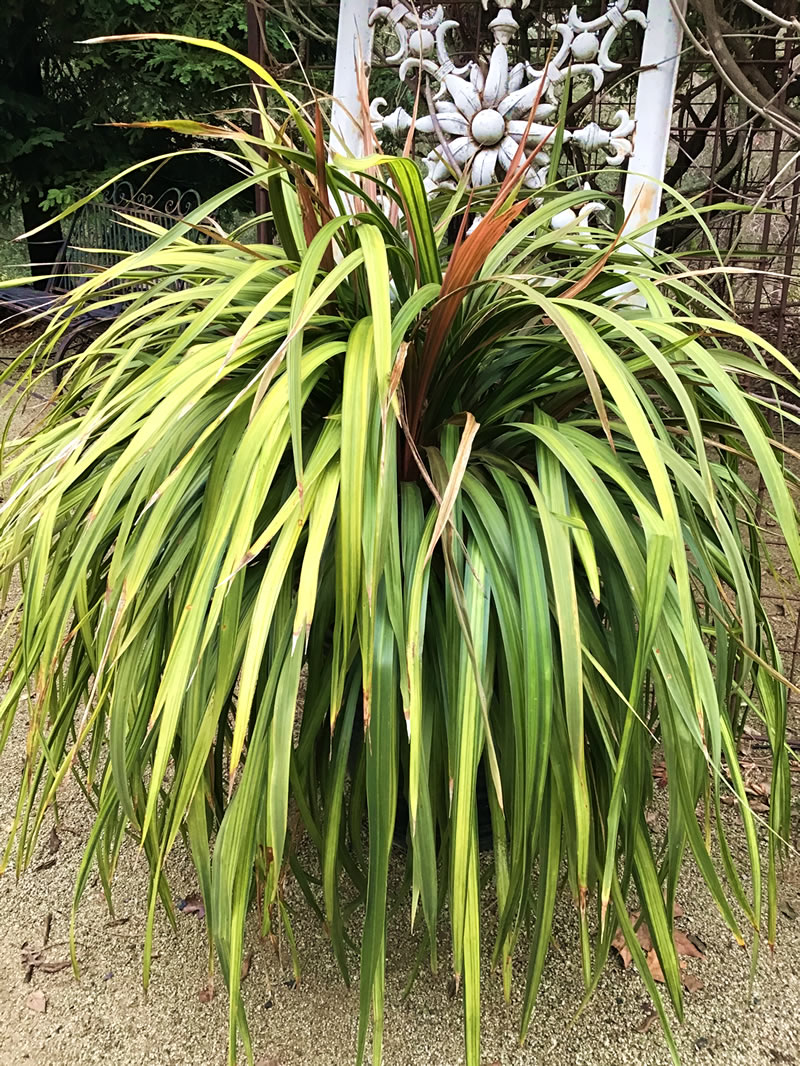 Cordyline ‘Cha Cha’ weeping wide-bladed grass in a pot