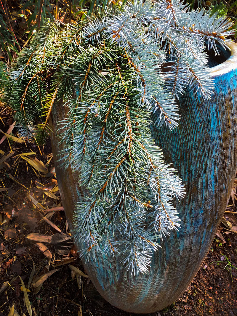Small blue spruce in a blue pot
