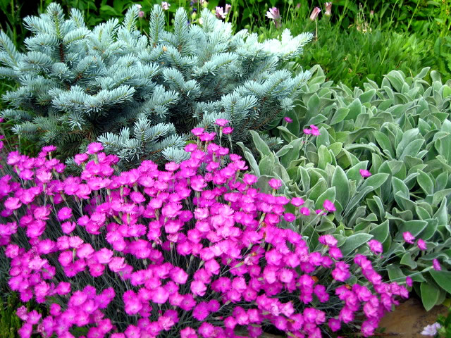 Group of plants with conifer and pink flowers
