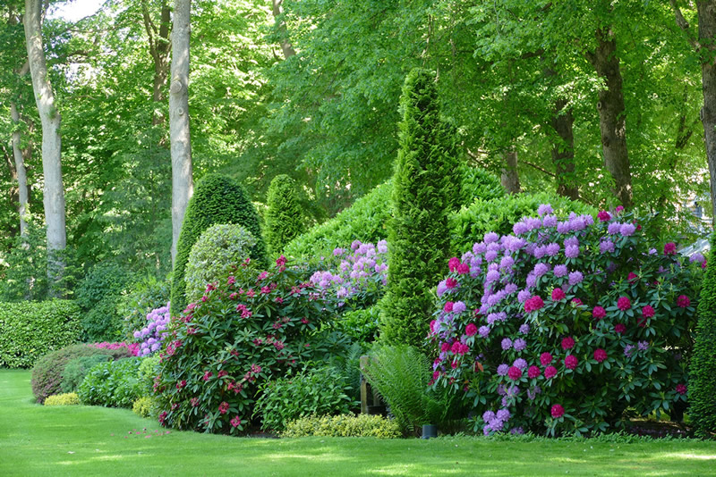 Landscape with conifers and blossoming shrubs
