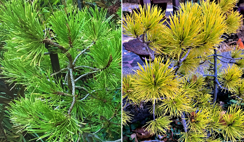 Two views of Mugo pine up close
