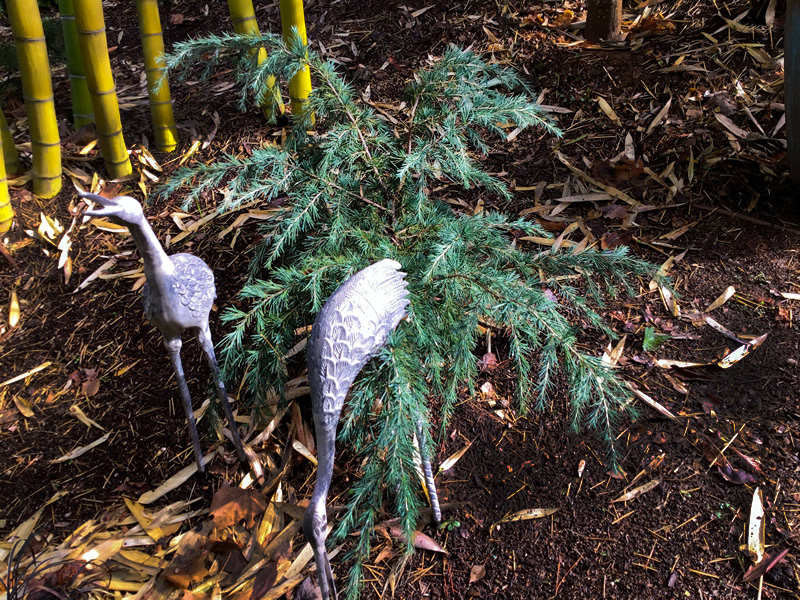 Small cedar with metal garden art herons 