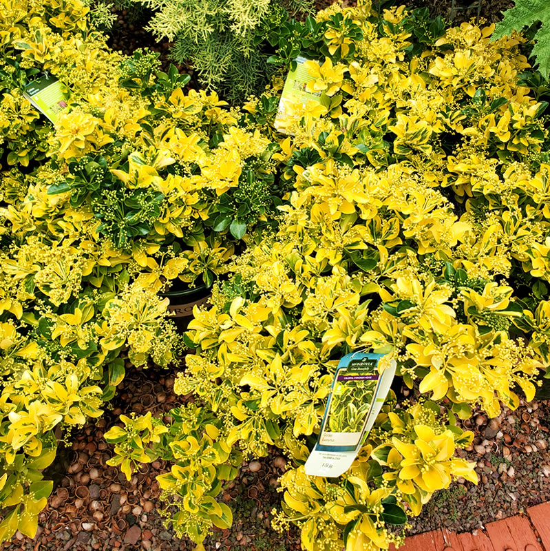 A patch of Golden Euonymus, yellow and green leaves