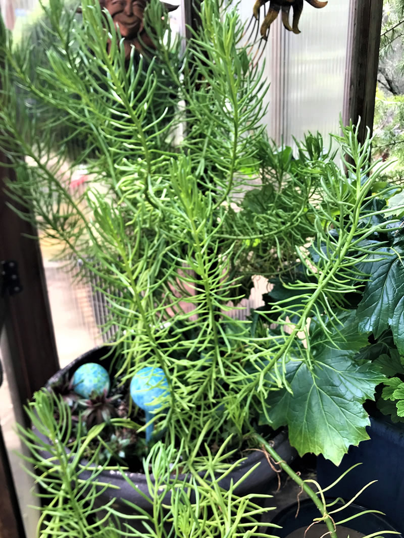 Green feathery succulent in a container