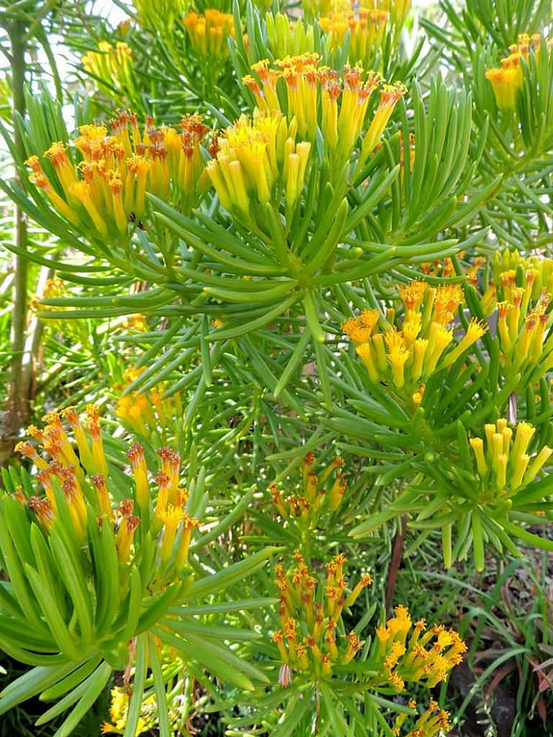 Same succulent, mature, bushy, yellow orange blossoms