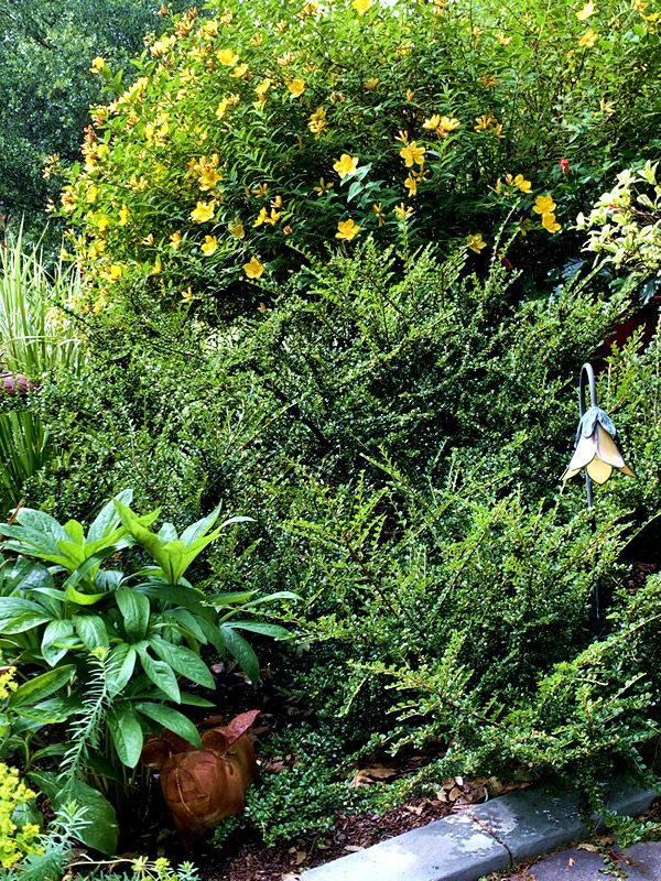 Garden setting with various plants, including St. John's Wort