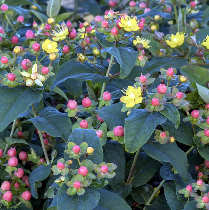 Green leafed plant with red berries, yellow flowers