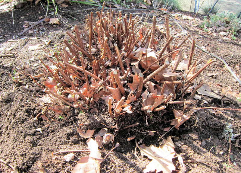 Brown dry stems cut back near to ground