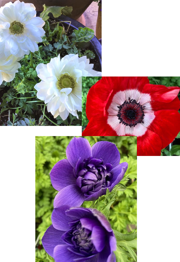 Three anemone flowers, white, red, purple