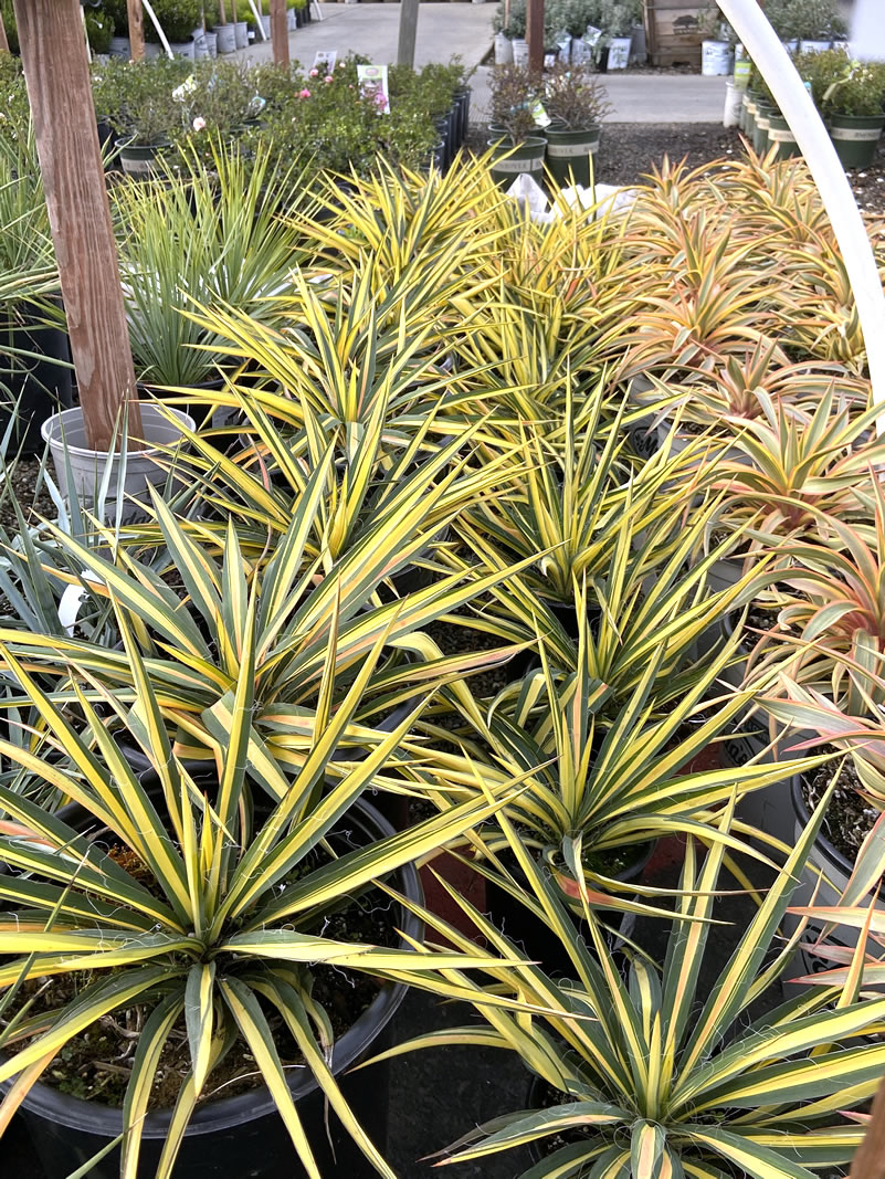 Potted Color Guard Yucca plants, green and yellow striped blades