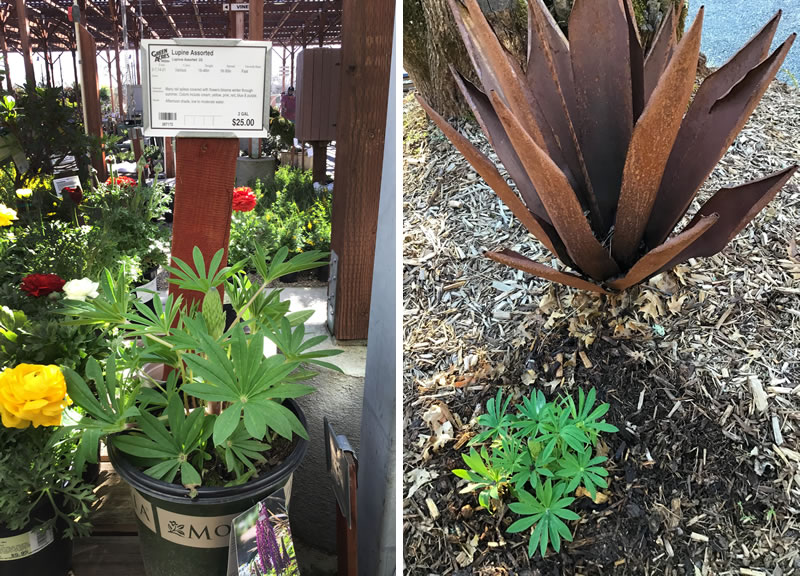 Two views of Lupine plant, one potted, one in ground