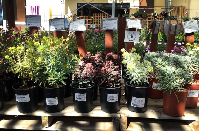 Rows of varieties of potted Euphorbias