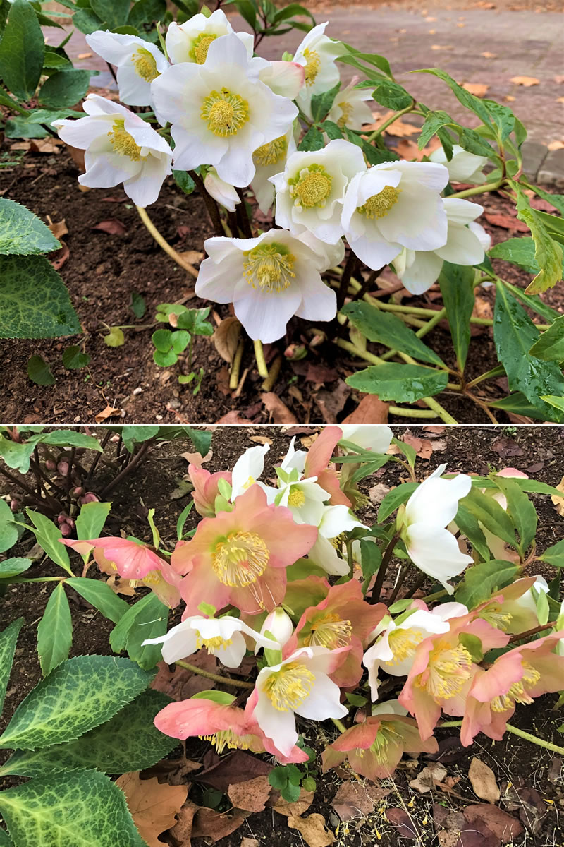 Hellebore 'Sunny Border' in December and in March