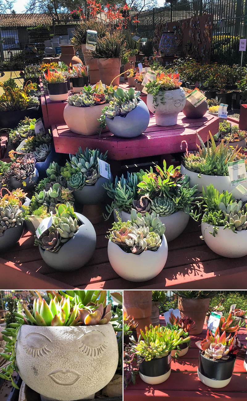 Various succulents on display in various pots