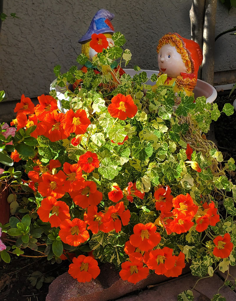 Nasturtium 'Embress of India' in bloom