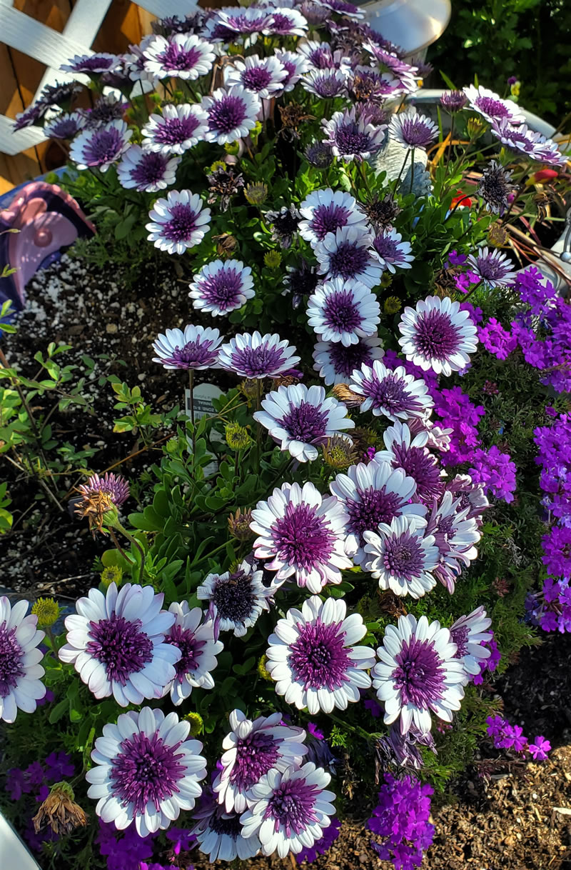 African Daisy white blooms, purple centers