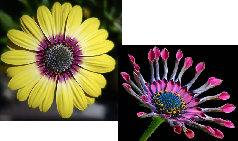 Two kinds of osteospurmum blossoms