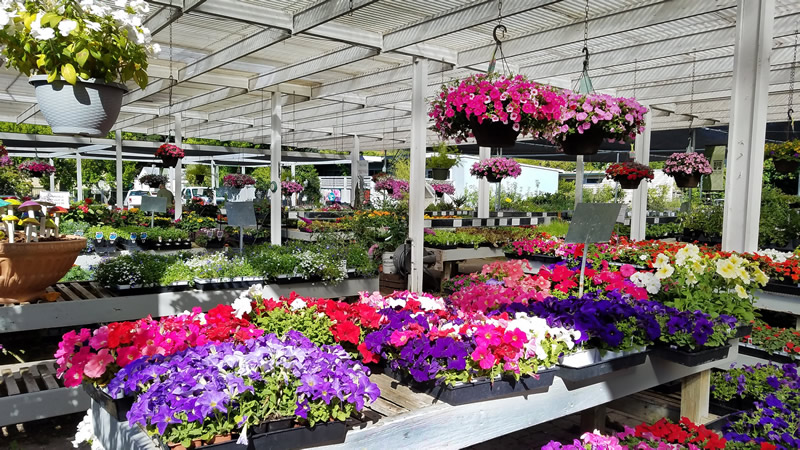 Petunias nursery display