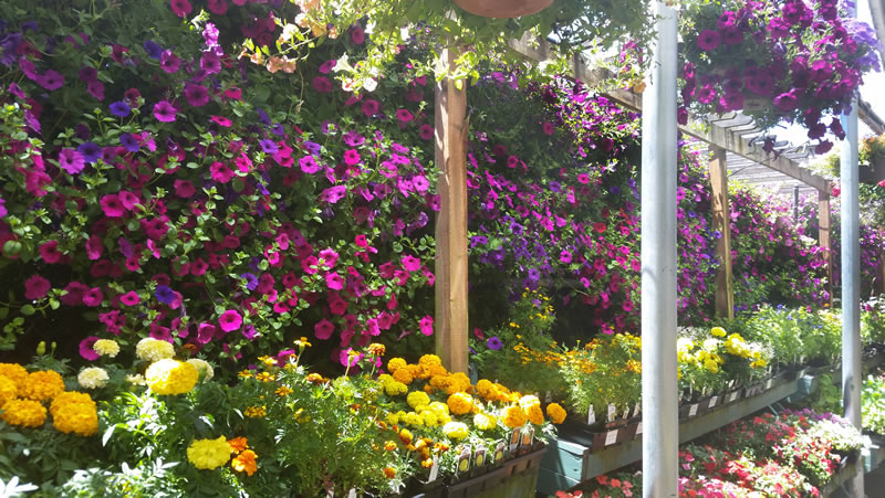 Nursery Petunia display