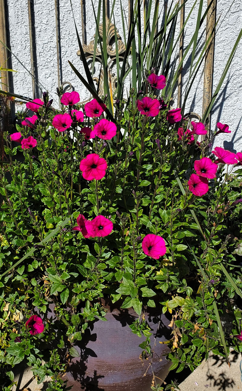 Dark pink petunias in a pot outside.