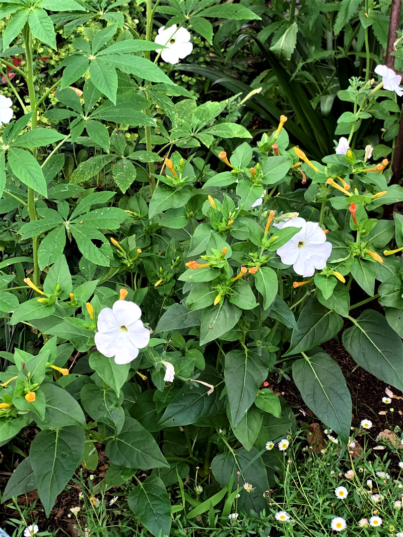 Tickled White petunia blossoms among green plants