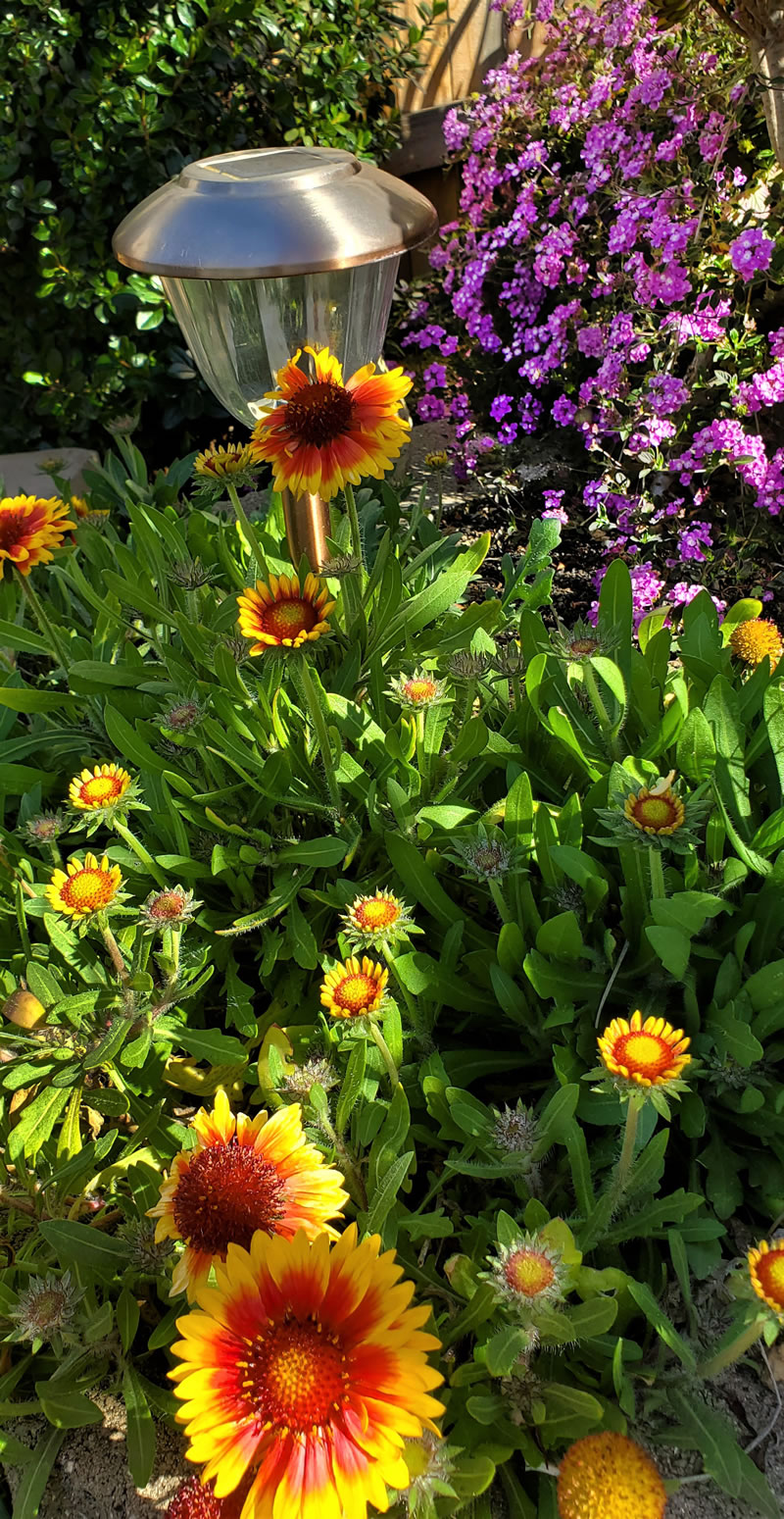 Orange yellow gallardia blossoms in front of purple lantana