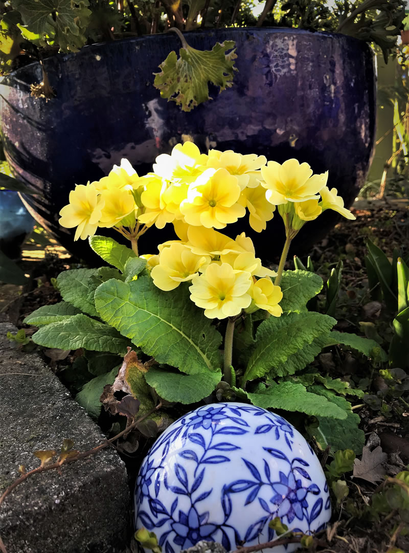 Yellow Primulus plant
