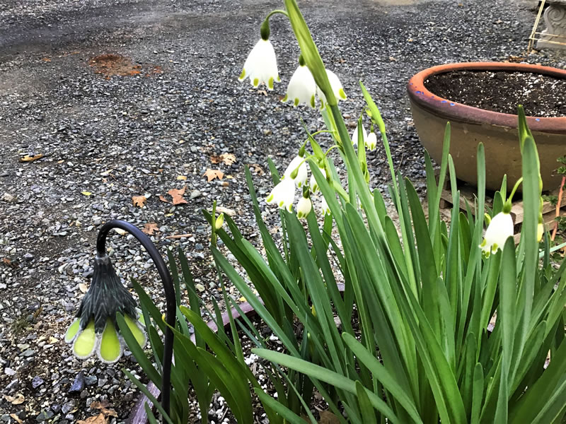 Leucojum aestivum ‘Summer Snowflake’  white blooms