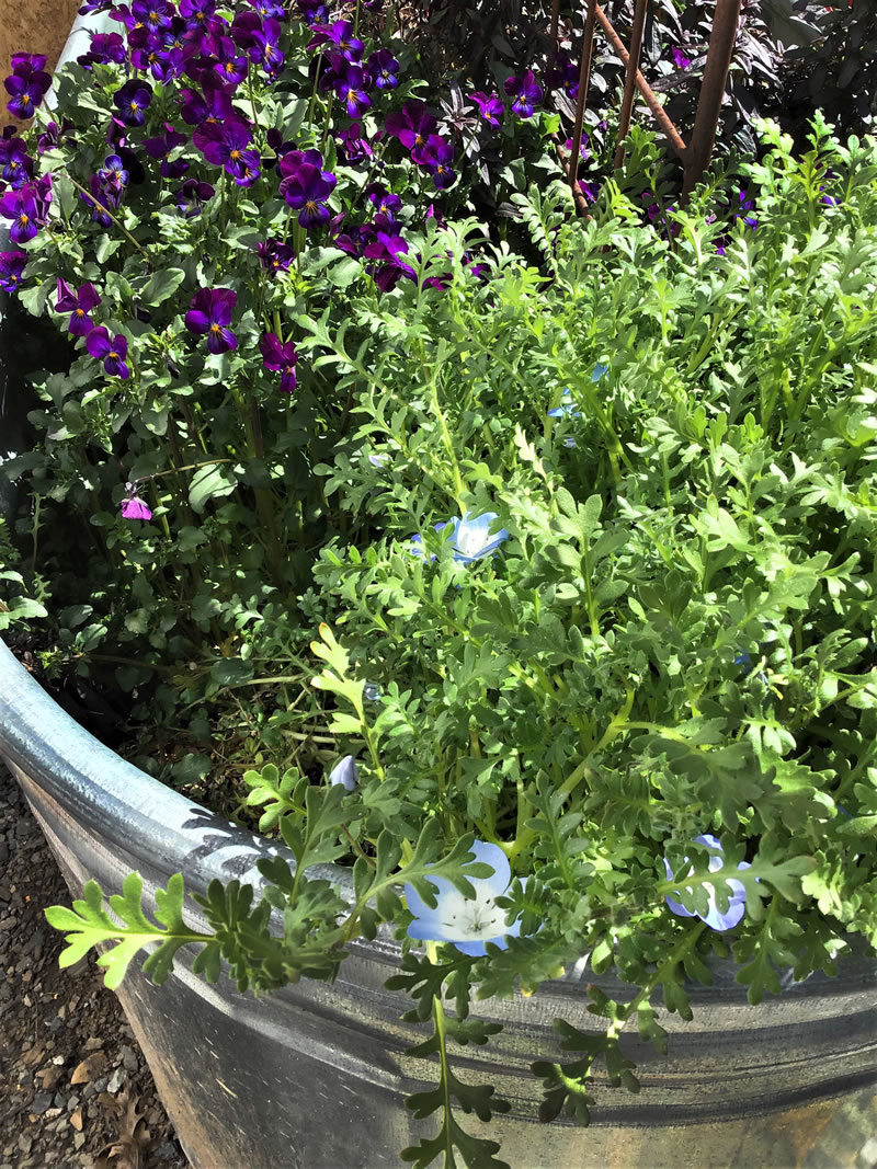 Flowering plants growing in a soil filled water trough