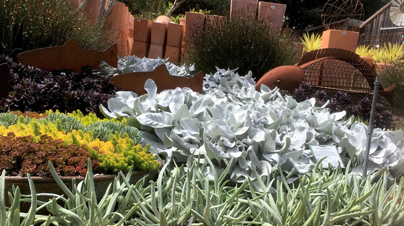 Nursery display include Angel Wings plants with gray-green foliage