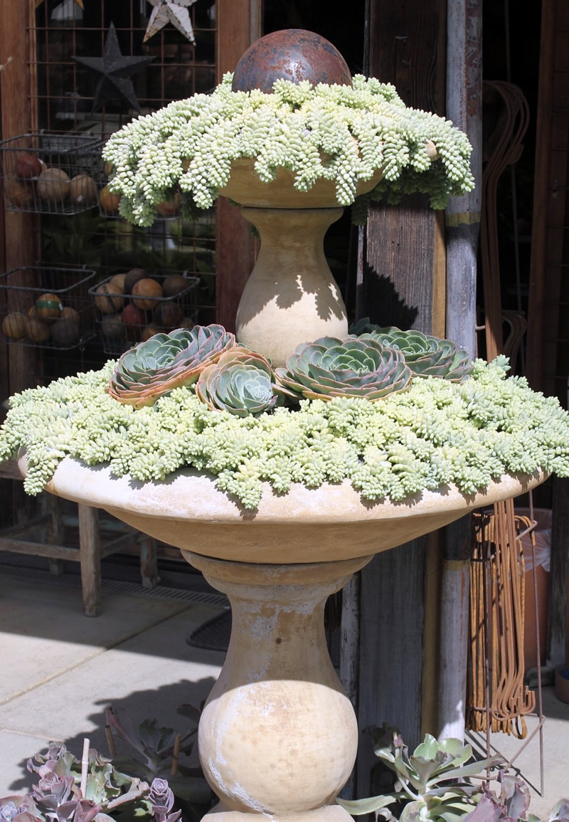 Sedum in a fountain shaped planter