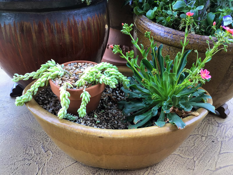 Small sedum in a small pot with Lewisia