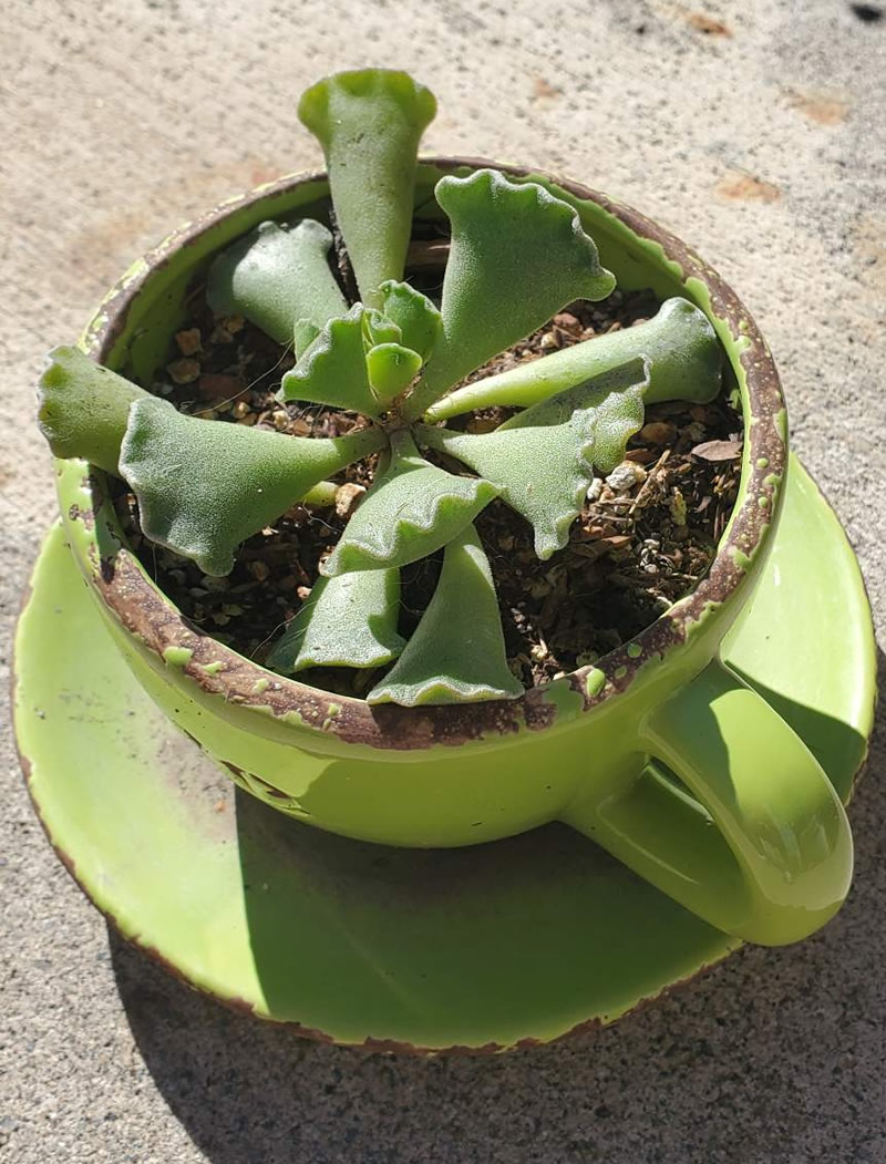 Succulent in a tea cup shaped pot