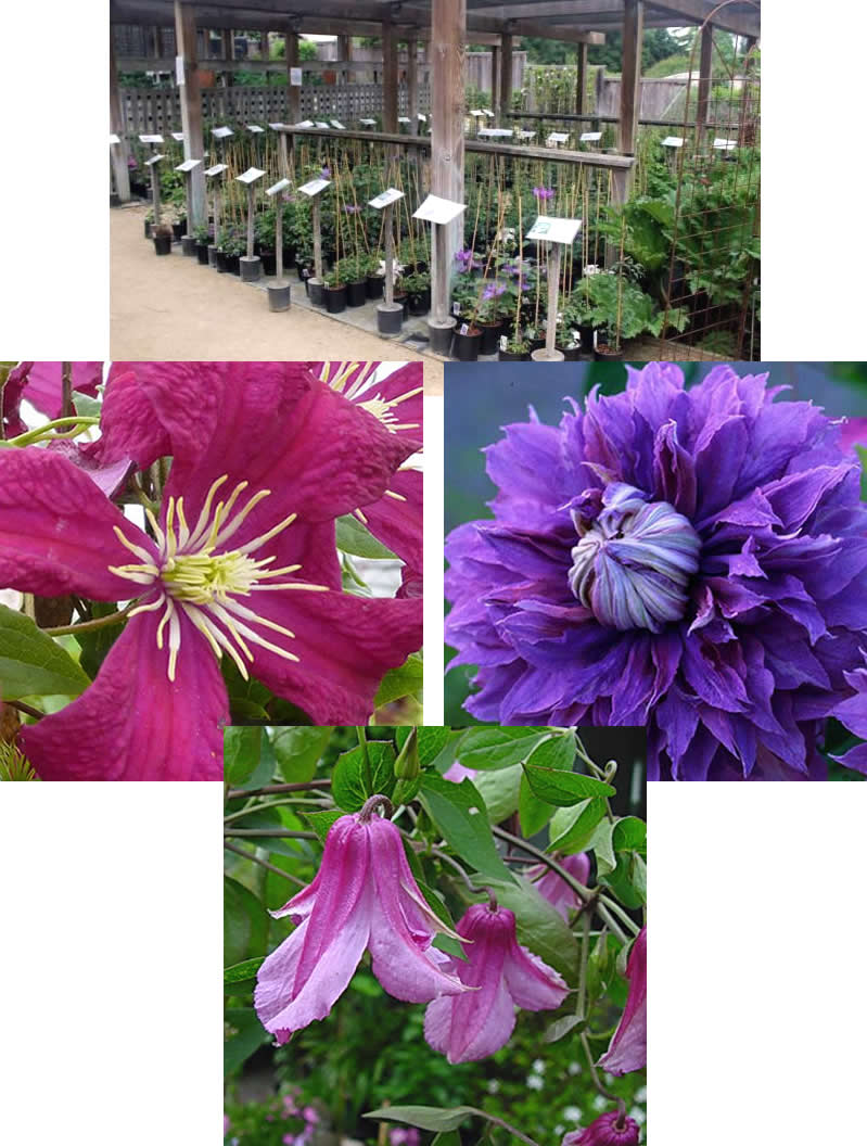 Collage of Clematis blossoms