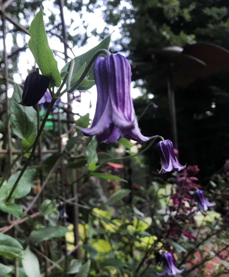 Purple bell shaped clematis flowers growing near a wire fence