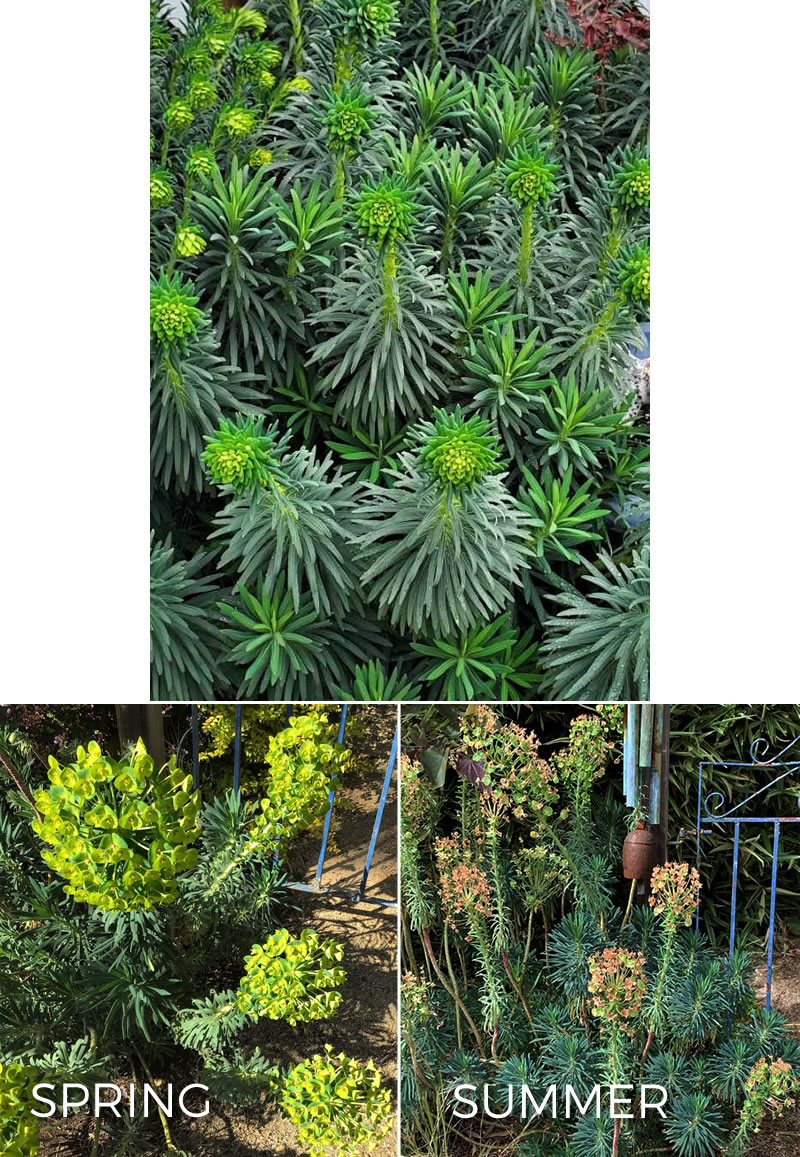 Euphorbia 'Dwarf' in three seasons