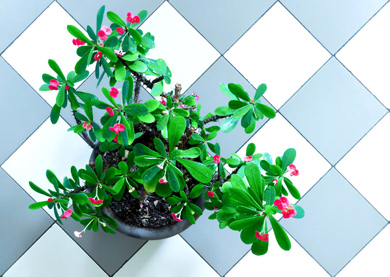 Potted green plant with pink blossoms on a tiled surface