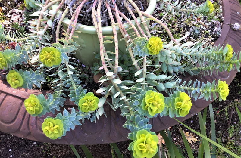 Euphorbia 'Creeping Spurge' in bloom, planted in a pot