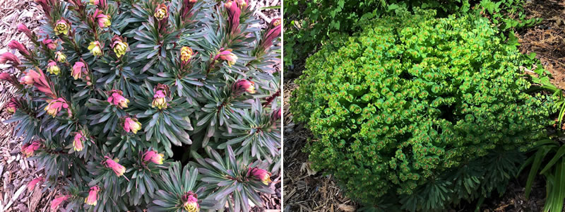 Tiny Tim Euphorbia pink curls, then green rounded shrub