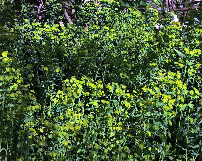 Mass of green Euphorbia stems and leaves and chartreuse flowers