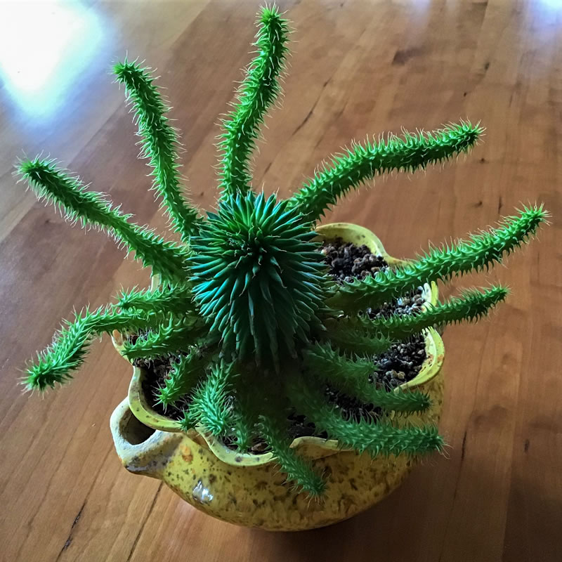Marloth Euphorbia in a pot, green node in middle with radiating "tentacles"