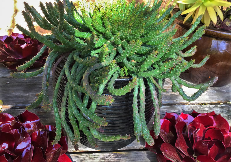 Green "tentacles" in a pot surrounded by red succulent plants