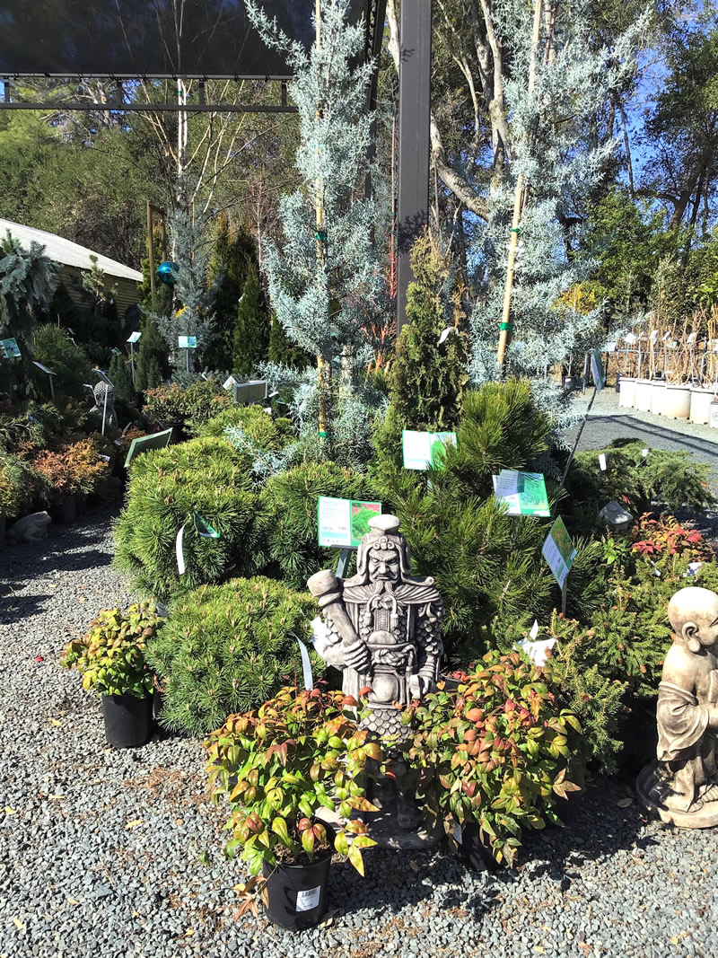 Conifer display with small statue