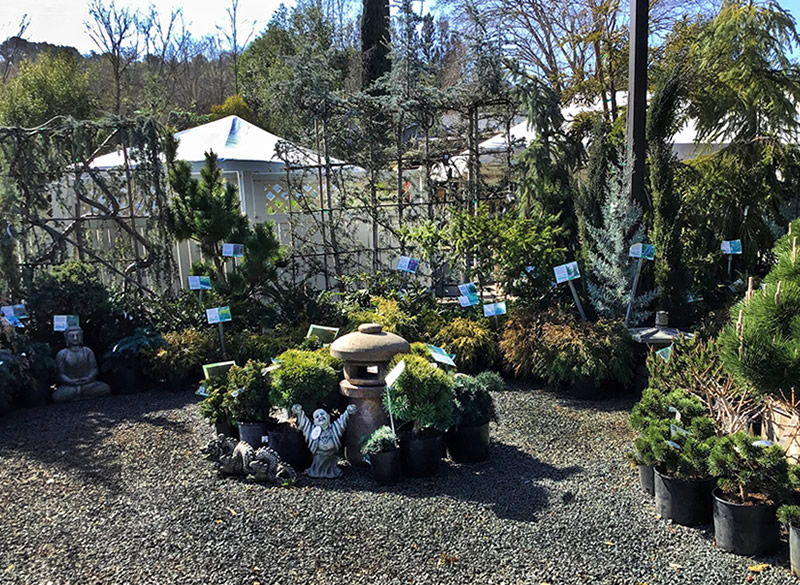 Conifer display