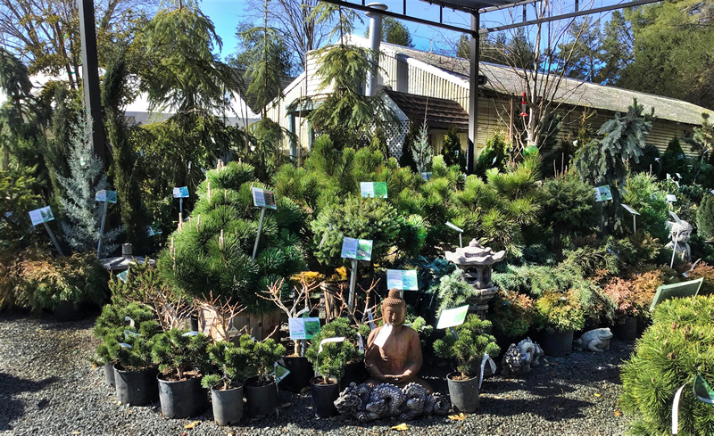 conifer display