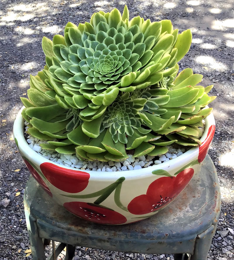 White pot with red flowers