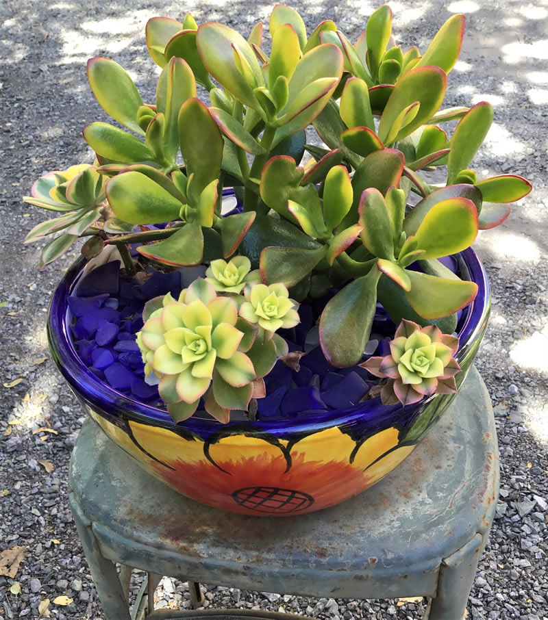 Blue pot with sunflowers