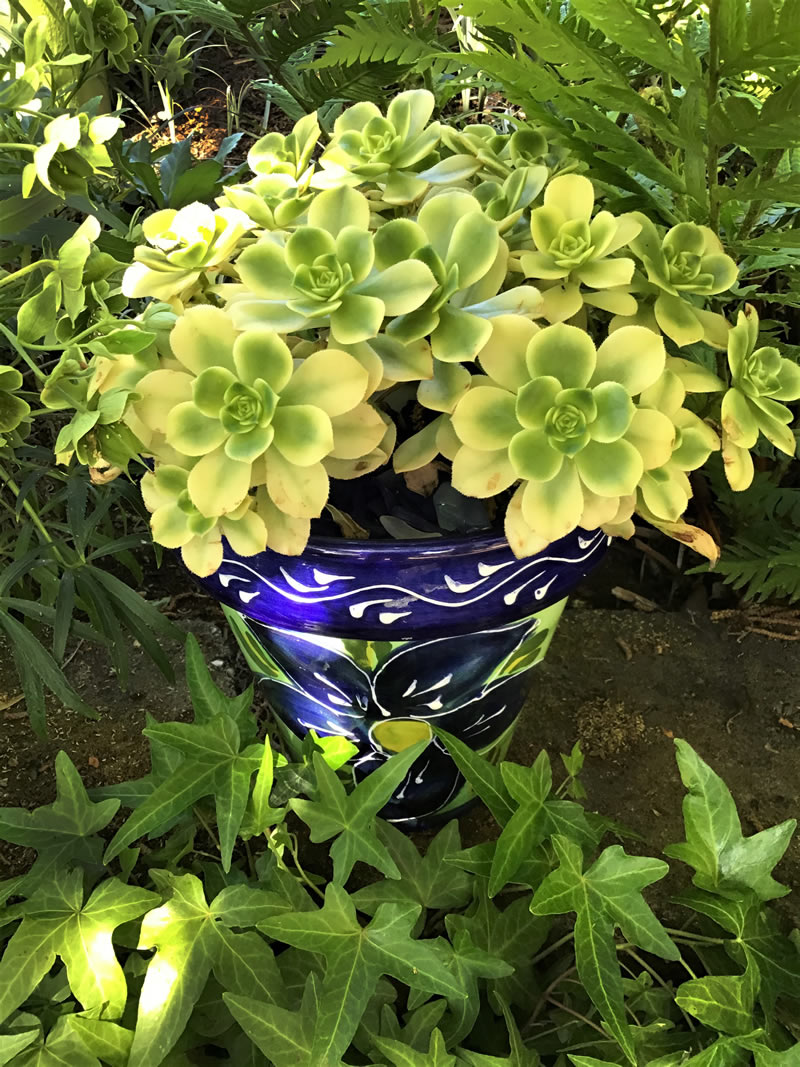 Blue pot with Aeonium