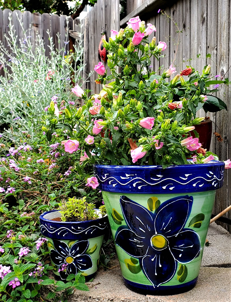 Large blue pot, small blue pot with Campanula plant